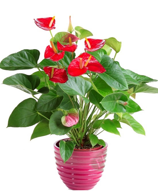 Enviar plantas a domicilio